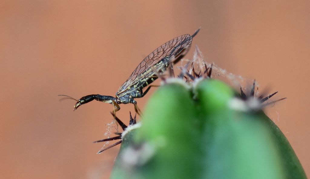 Raphidiidae:  Raphidia mediterranea, femmina